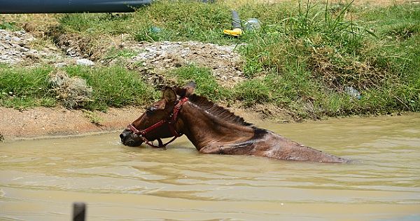 İzmir'de Sıcaktan bunalan At Sulama Kanalına girdi