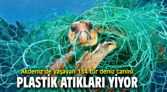 Akdeniz'de deniz canlıları plastik atık yiyor!