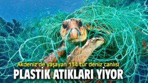 Akdeniz'de deniz canlıları plastik atık yiyor!