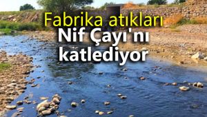 Fabrika atıkları Nif Çayı'nı katlediyor