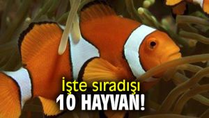 İşte sıradışı 10 hayvan! 