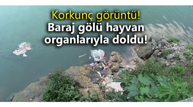 Korkunç görüntü! Baraj gölü hayvan organlarıyla doldu!