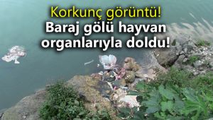 Korkunç görüntü! Baraj gölü hayvan organlarıyla doldu!