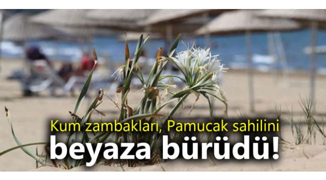 Kum zambakları, Pamucak sahilini beyaza bürüdü!