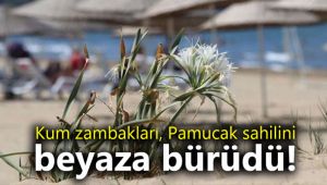 Kum zambakları, Pamucak sahilini beyaza bürüdü!