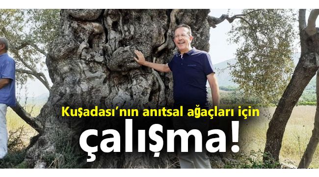 Kuşadası’nın anıtsal ağaçları için çalışma!