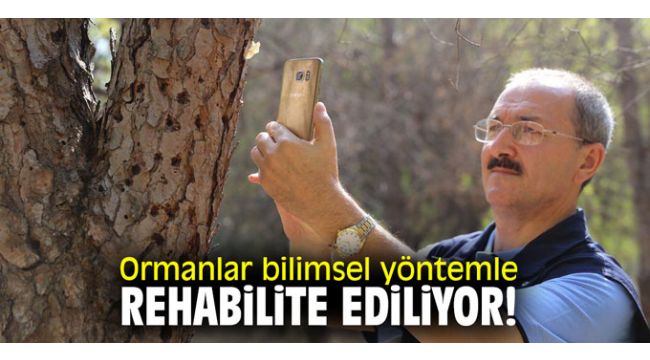 Ormanlar bilimsel yöntemle rehabilite ediliyor!