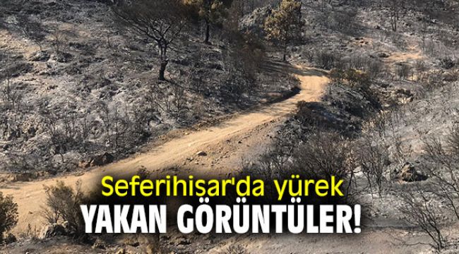 Seferihisar'da acı tablo!