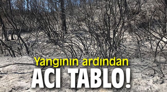 Yangının ardından acı tablo!