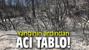 Yangının ardından acı tablo!