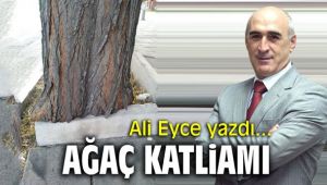 Ağaç katliamı!