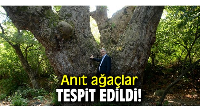 Anıt ağaçlar tespit edildi!