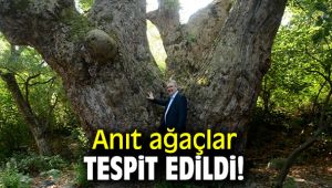 Anıt ağaçlar tespit edildi!