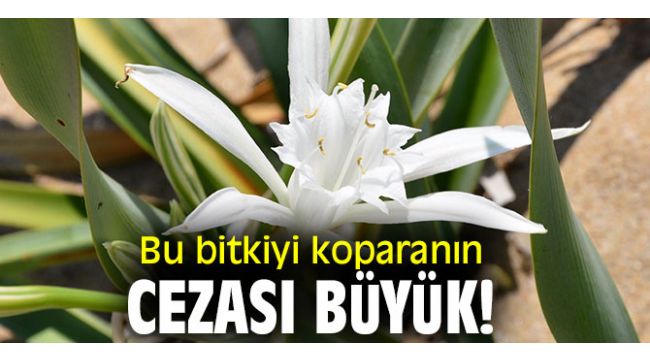 Bu bitkiyi koparanın cezası büyük!