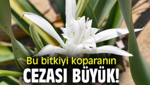 Bu bitkiyi koparanın cezası büyük!