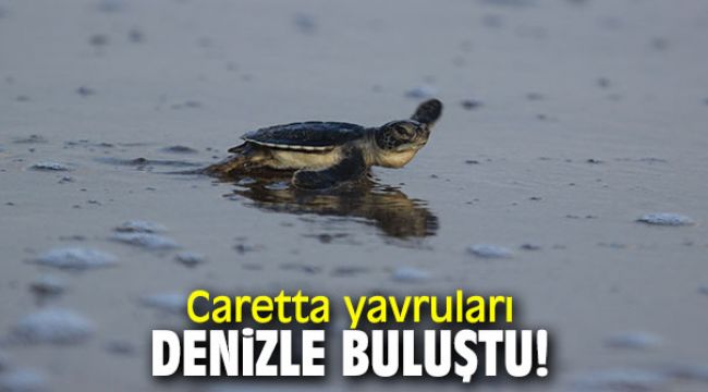 Caretta yavruları denizle buluştu!