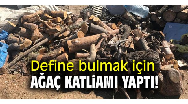 Define bulmak için ağaç katliamı yaptı!