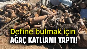 Define bulmak için ağaç katliamı yaptı!