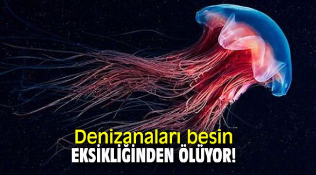 Denizanaları besin eksikliğinden ölüyor!