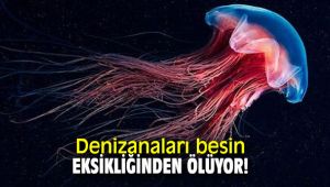 Denizanaları besin eksikliğinden ölüyor!