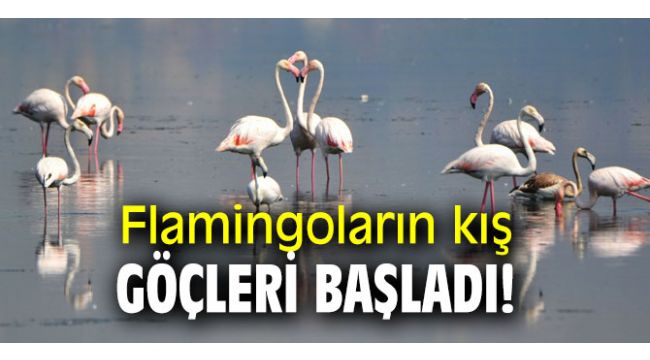 Flamingoların kış göçleri başladı!