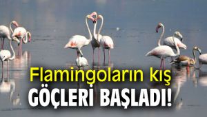 Flamingoların kış göçleri başladı!