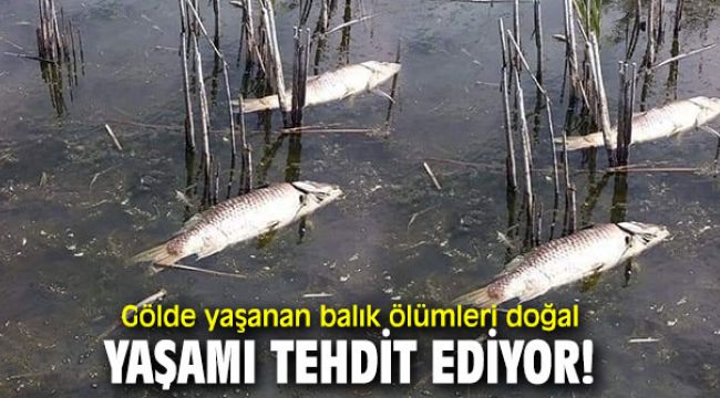 Gölde yaşanan balık ölümleri doğal yaşamı tehdit ediyor!