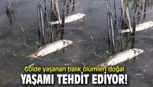 Gölde yaşanan balık ölümleri doğal yaşamı tehdit ediyor!