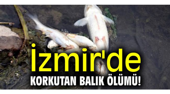 İzmir'de korkutan toplu balık ölümü!