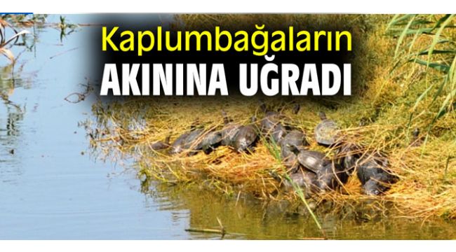 Kaplumbağaların akınına uğradı