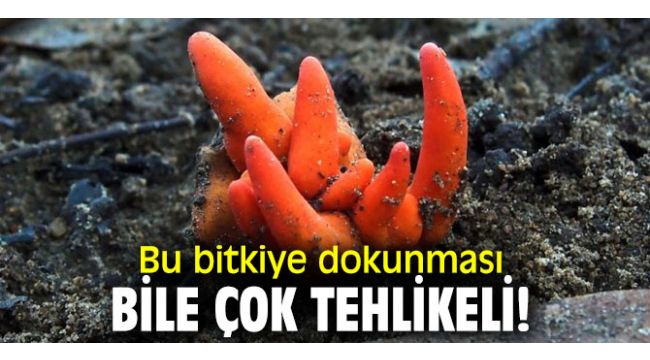 Bu bitkiye dokunması bile çok tehlikeli!