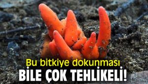 Bu bitkiye dokunması bile çok tehlikeli!