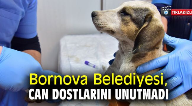 Bornova Belediyesi, can dostlarını unutmadı