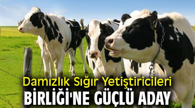 Damızlık Sığır Yetiştiricileri Birliği'ne güçlü aday