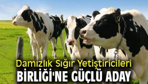 Damızlık Sığır Yetiştiricileri Birliği'ne güçlü aday